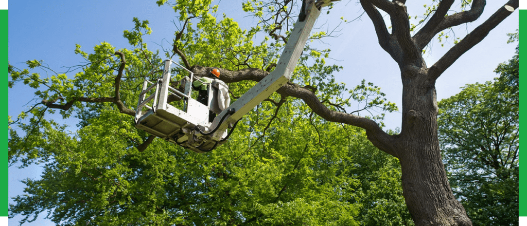 Tree Cabling & Bracing Services