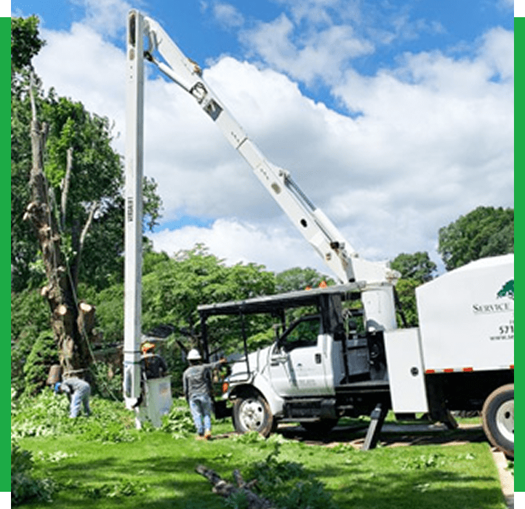 Tree services in Fairfax Virginia