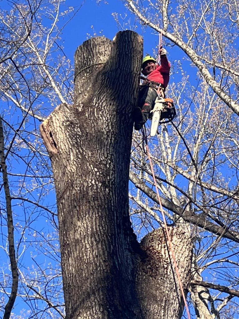 Service Tree Care in Northern Virginia tree removal expert