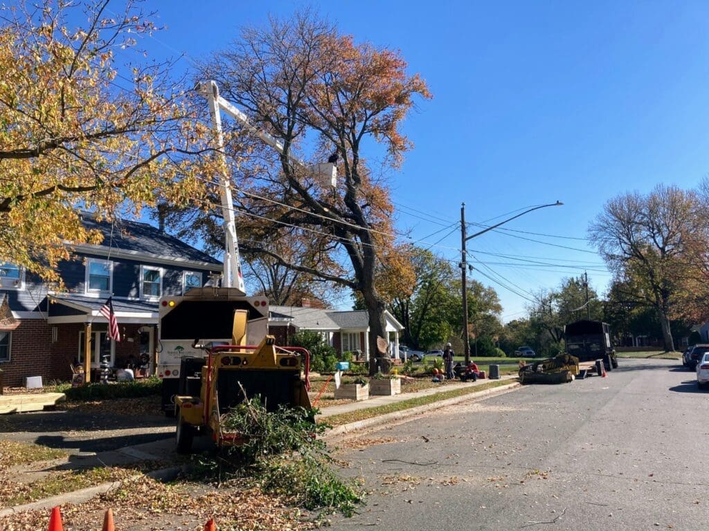 Service Tree Care in Northern Virginia tree removal services equipment and trucks