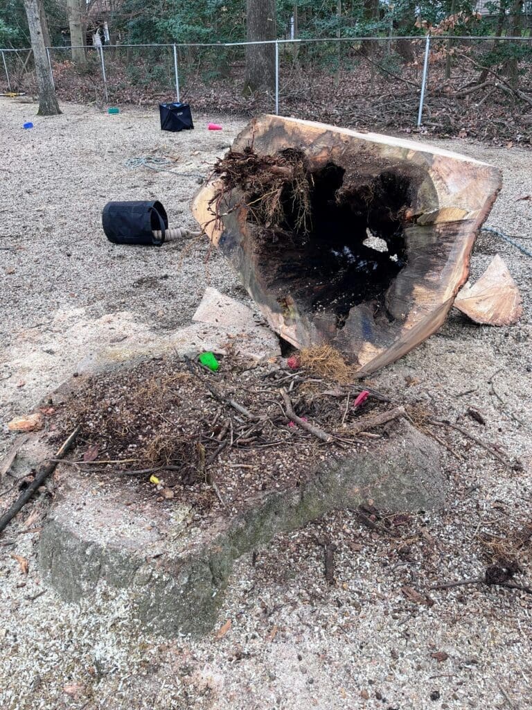 Service Tree Care in Northern Virginia tree stump removal services